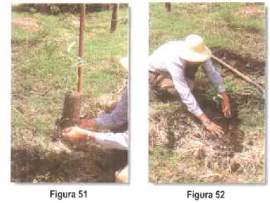Figura  51  Figura  52
