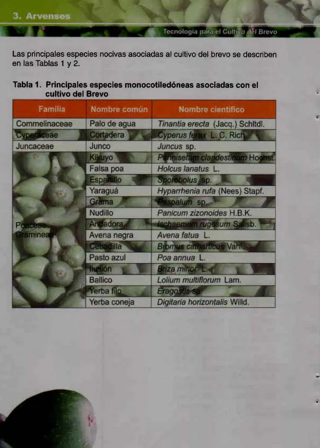 Tabla 1.  Principales especies monocotiledóneas asociadas con el  cultivo del Brevo 