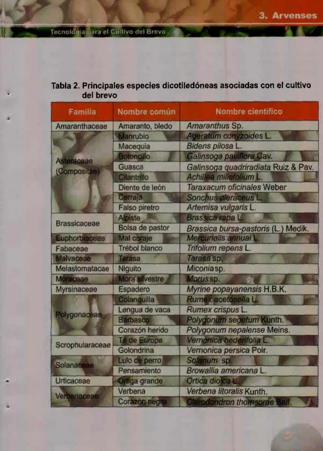Tabla 2. Principales especies dicotiledóneas asociadas con el cultivo  del brevo 