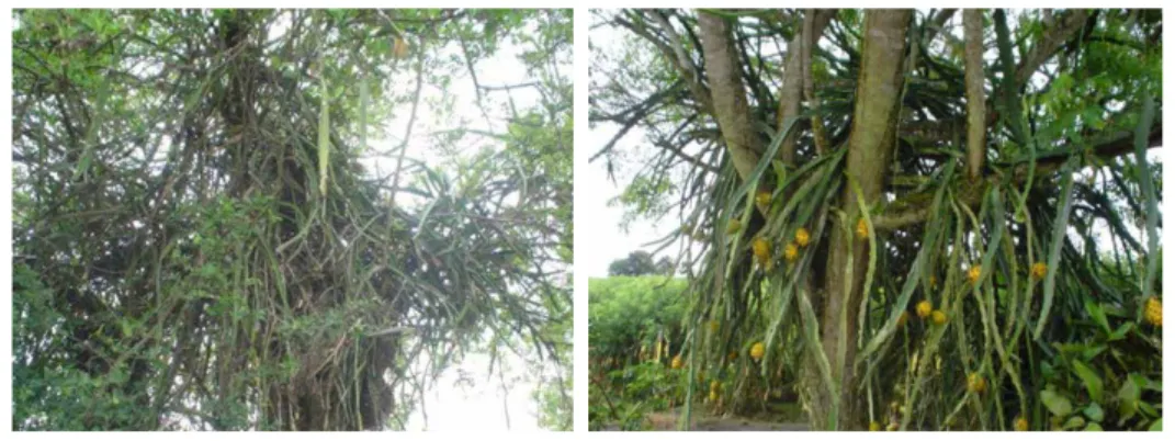 Figura 1. Izquierda. Pitaya amarilla silvestre. Derecha. Pitaya amarilla sembrada al píe de un árbol