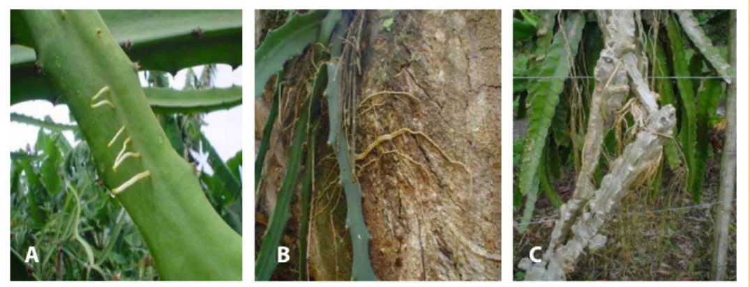 Figura 2. A y B. Crecimiento de raíces adventicias de la pitaya amarilla C. Raíces adventicias de la  pitaya roja