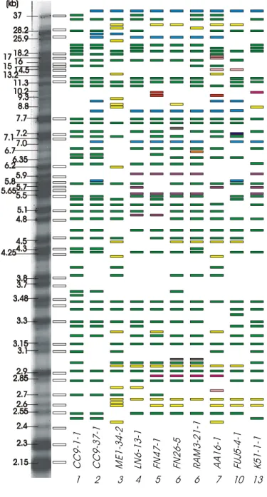 Figure 4.  Schematic  representation  of MGR586 DNA fingerprint profiles of  Pyricularia grisea in Colombian lineages (indicated by number below the name of the  isolate)