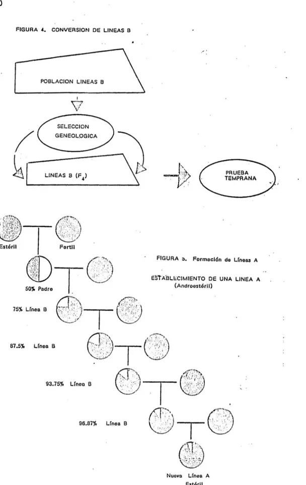 FIGURA  4.  CONVERSION  DE  LINEAS  B  ~  Estéril  87.5'10  POBLACION  Lfneo  B  I  \7 \1  93.75~  Lfnoo  B  96.87'10  Lrnea  B 