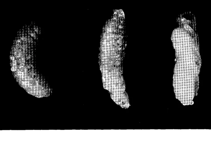 Figure 8.  Third or last instar (left),  prepupa (center),  and pupa (right) of  ~.  subandinus
