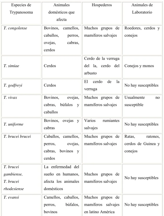 Tabla 2.  Especies de Tripanosomas de mayor ocurrencia en los animales domésticos  Especies de  Trypanosoma  Animales  domésticos que  afecta  Hospederos Animales  de Laboratorio 