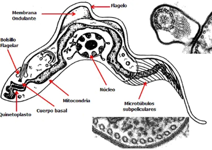 Figura 1.  Estructura morfológica general de un Trypanosoma 