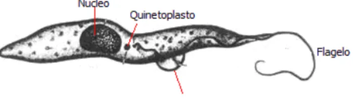 Figura 4. Morfología del Trypanosoma theileri 
