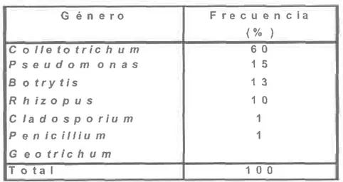 TABLA 4. Género  de hongos  y bacterias  aislados  de frutos  de Tomate de árbol (Sol anum  betaceu m (Cyphomandra  betaceae)), procedentes  de seis sit¡os  de recolección.