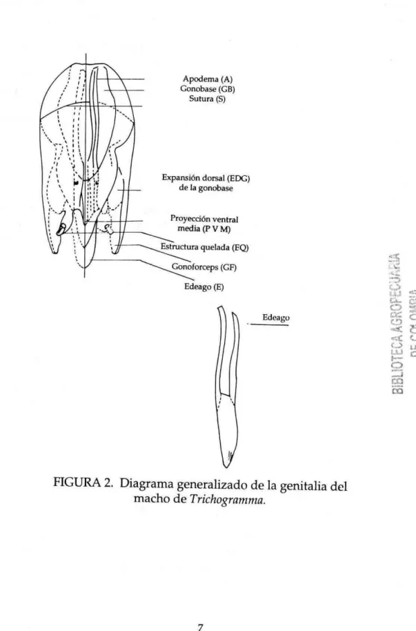 FIGURA 2. Diagrama generalizado de la genitalia dcl  macho de Trichogram ma. 