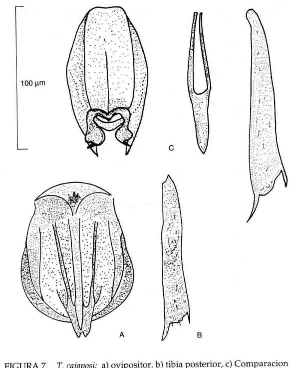 FIGURA 7.  T. caiaposi: a)  ovipositor. b) tibia posterior, c) Comparacion  de la longitud de la genitalia, el edeago y la tibia posterior