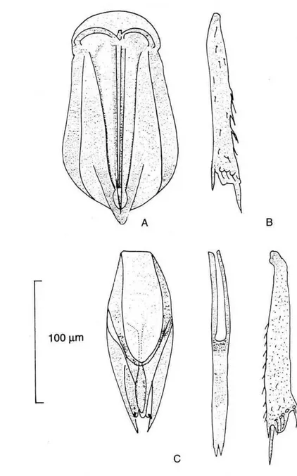 FIGURA 8.-  T.  colombiensis: N.  S. a) Ovipositor, b) tibia posterior, c) corn- corn-paración de la longitud de la genitalia del macho, ci edeago  y la tibia posterior