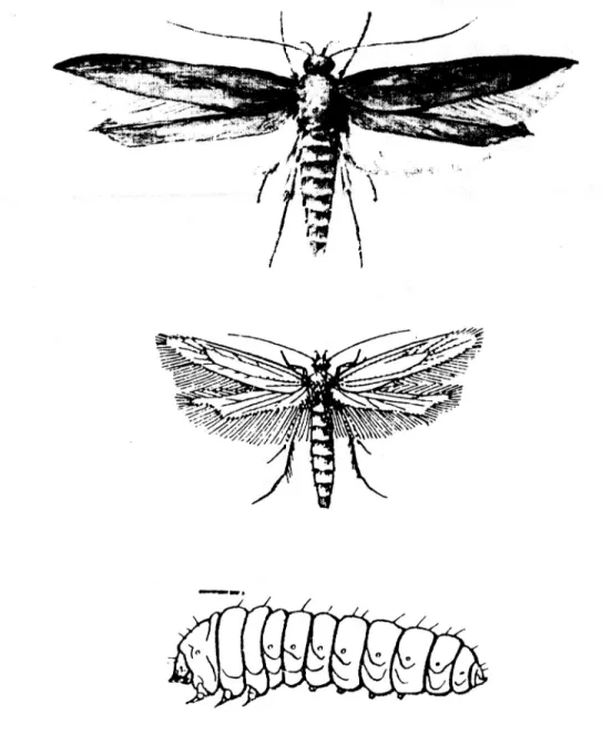 FIGURA 13. Adulto y larva de  Sitotroga cerealella  (Olivier)  (Lepidóptera: Gelechidae) 