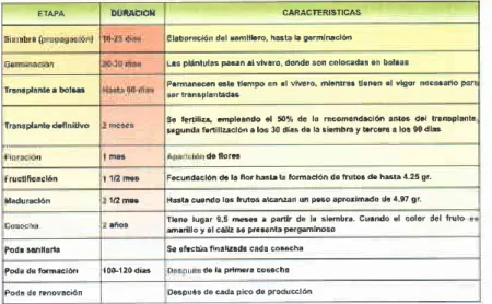 Tabla 1. Ciclo  de desarrollo  de la Uchuva