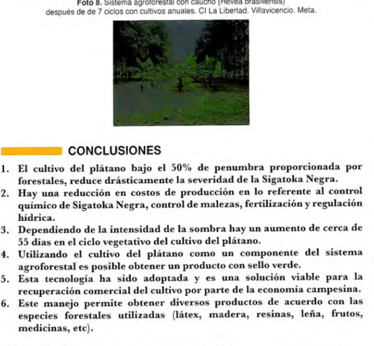 Foto 7. Sistema agroforestal con  nogal cafetero. Ouimbaya, Ouindío. 