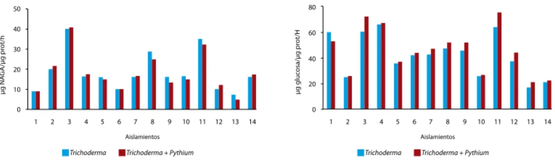 Figura 2. Determinación de la actividad quitinasa (A) y  -1,3 glucanasa (B) en extracto de suelo inoculado con 14 aislamientos de  Trichoderma spp