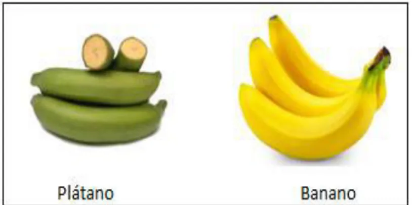 Figura 1. Ejemplo de plátano y banano respectivamente                                                                   Recuperado Natursan (2016) 