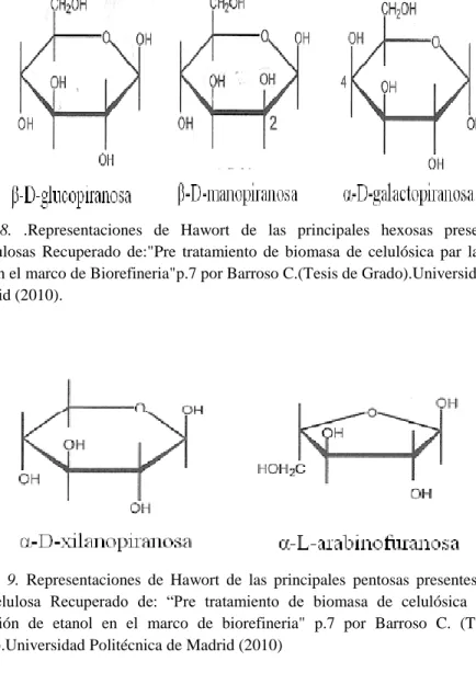 Figura  8.  .Representaciones  de  Hawort  de  las  principales  hexosas  presentes  en    las       hemicelulosas  Recuperado  de:&#34;Pre  tratamiento  de  biomasa  de  celulósica  par  la  obtención  de  Etanol en el marco de Biorefineria&#34;p.7 por Ba