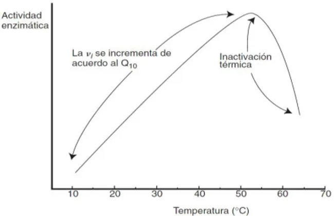 Figura 14. Efectos de la temperatura en la actividad  catalítica de la enzimas Recuperado de Badu:&#34;Química de  los Alimentos&#34; p.308 (2006)