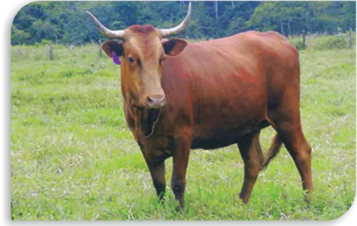 Figura 3. Vaca de la raza Sanmartinero perteneciente al Banco de Germoplasma situado en el C.I