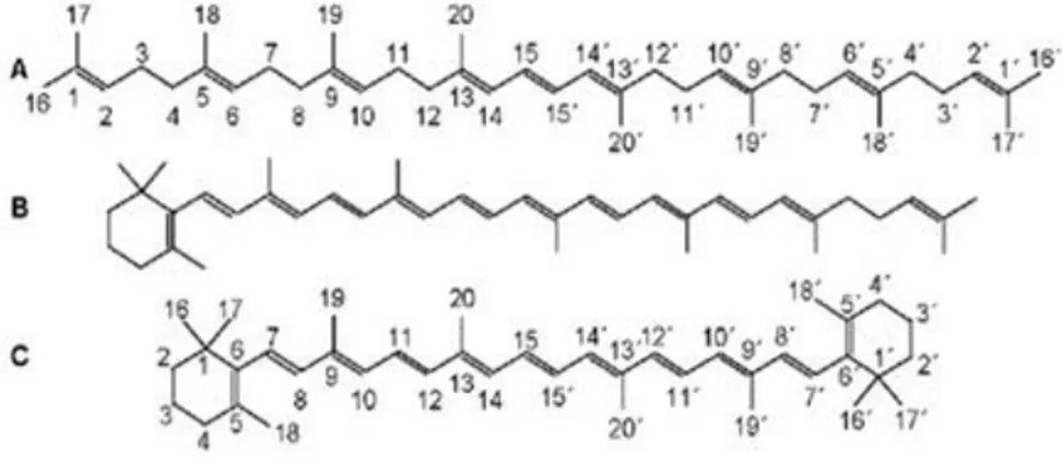 Figura 3. Ejemplo de tipos estructurales de carotenoides. (A) Estructura de caroteno lineal,  correspondiente al fitoeno; (B) Estructura de caroteno monocíclico, correspondiente al γ-caroteno; (C)  Estructura de caroteno bicíclico, correspondiente al β-car