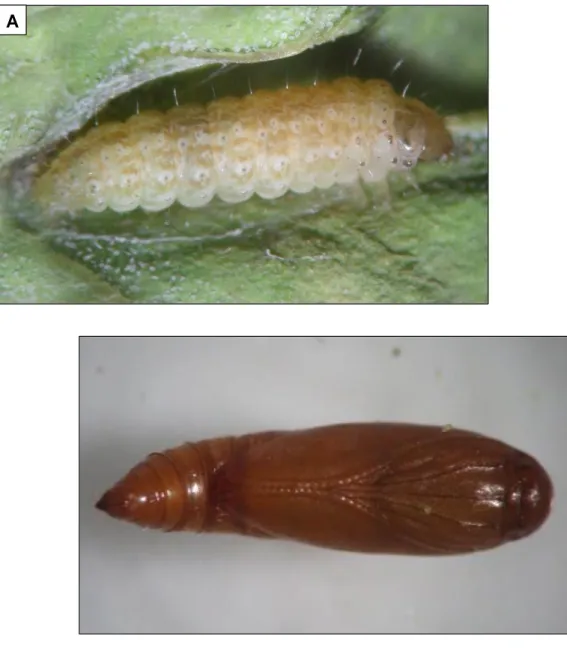 Figura 5. Eurysacca melanocampta: A) Pre pupa; B) Pupa; C) Adulto. 