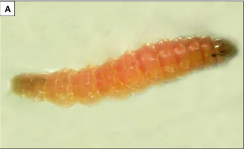 Figura 8. Spoladea recurvalis: A) Pre pupa; B) Pupa C) Adulto. 
