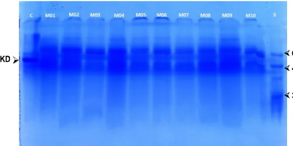 Figura  02:  Muestras  analizadas  en  SDS-PAGE  al  12%,  C:  control  de  Inmunoglobulina  G  con  un  peso  molecular  aproximado  de  50KD  indica  la  presencia de Ig G., M11 – M20 muestras de leche materna, S: estándar de pesos  moleculares de amplio