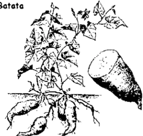 Figura 1.1.  Planta del  Camote. 