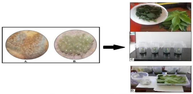 Fig. 6  Acondicionamiento de crisálidas de lepidópteros 