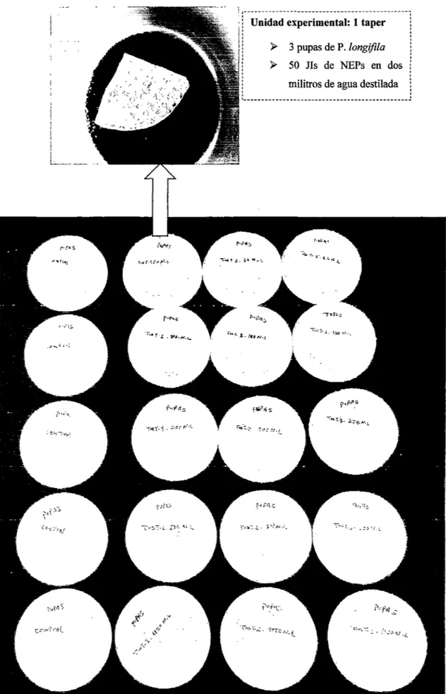 Figura  10.  Unidad  experimental  para  la prueba  de  patogenicidad  con  3 pupas  de  P