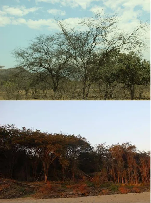 Figura  3.  Cobertura  y  Formaciones  vegetales  en  el  ACP.  Cobertura  de  bosque  seco  tipo  sabana (Superior) y Cobertura de Bosque seco ribereño (Inferior)