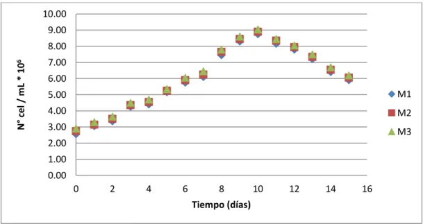 FIGURA 13. Curva de crecimiento de los valores promedio del conteo celular en cámara de  Neubauer de Scenedesmus acutus en medio BBM
