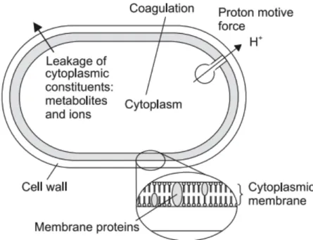 Figura 1. Localizaciones y mecanismos en la célula bacteriana que se consideran lugares de acción  para los componentes de los AE: degradación de la pared celular; daño a la membrana  citoplasmática;  daño  a  las  proteínas  de  la  membrana;  fuga  de  c