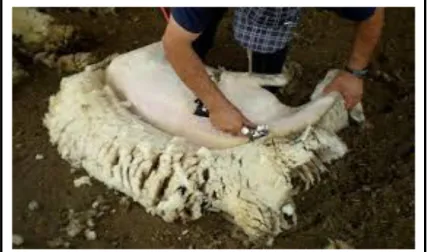 Figura 9: Esquilado de en ovinos de forma tradicional 