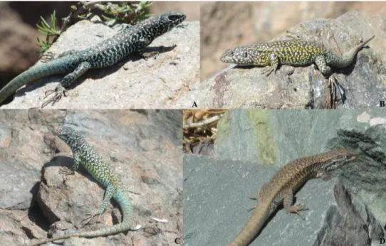 Figure 4. Variation in Liolaemus nigroviridis. A Male from Farellones (picture by H. Díaz) B Male from  Carpa Mountain (picture by JTP) C Male from Provincia Mountain (picture by JTP) D Female from  Juncal (picture by JTP).