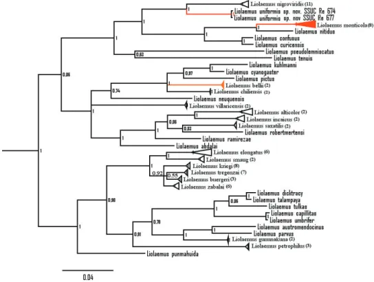 Figure 1. Bayesian inference of phylogeny tree using Cyt-b showing phylogenetic relationships of Liolaemus  uniformis sp