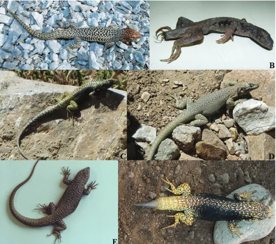 Figure 3. Chilean species of the nigroviridis group (with the exception of Liolaemus nigroviridis), ordered  from north to south