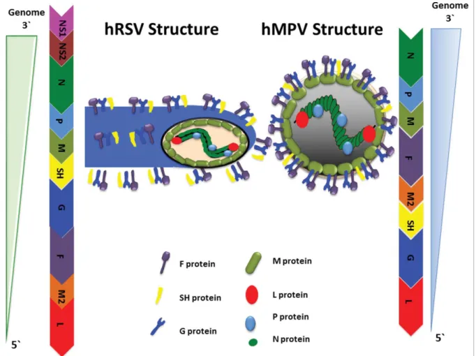 Figure 1. Viral Structure and Genome Organization of hRSV and hMPV. Schematic representations of hRSV and hMPV structures are shown