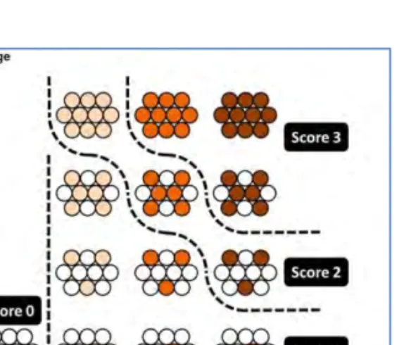 FIGURA 8. Criterios para evaluación de IHQ (36). 