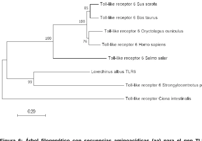 Figura  6:  Árbol  filogenético  con  secuencias  aminoacídicas  (aa)  para  el  gen  TLR6
