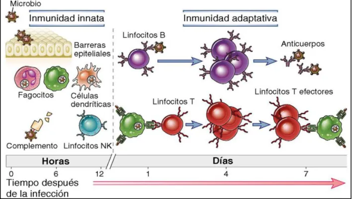 Figura  1.  Inmunidad  innata  y  adaptativa.  Los  mecanismos  de  la  inmunidad  innata  son  los  primeros  en  efectuar  una  respuesta  contra  infecciones