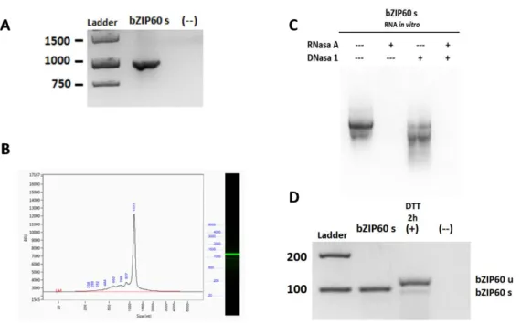Figura  3.  Obtención  de  cDNA  con  la  presencia  de  la  forma  procesada  de  bZIP60  pura