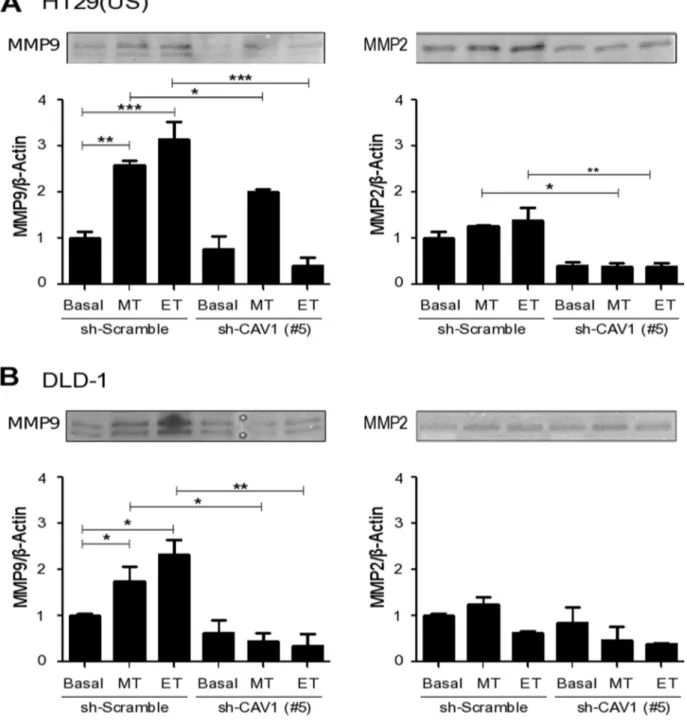 Figure 9: CAV1 silencing decreases metalloproteinase activity induced by Methotrexate and Etoposide in colon cancer  cell lines