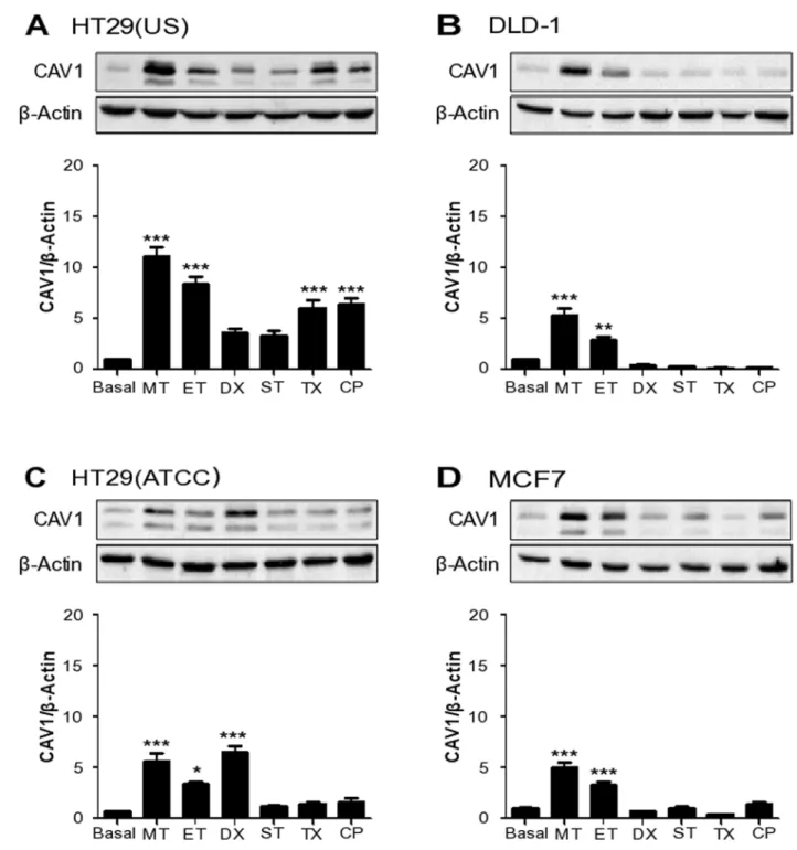 Figure 2: Anti-neoplastic drugs increase CAV1 expression in colon and breast cancer cell lines