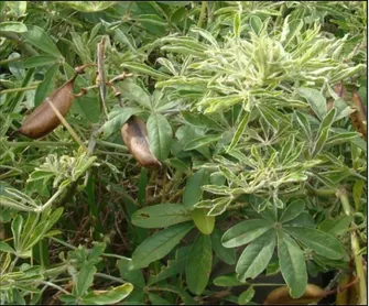 Figura 5. Crotalaria pallida. 