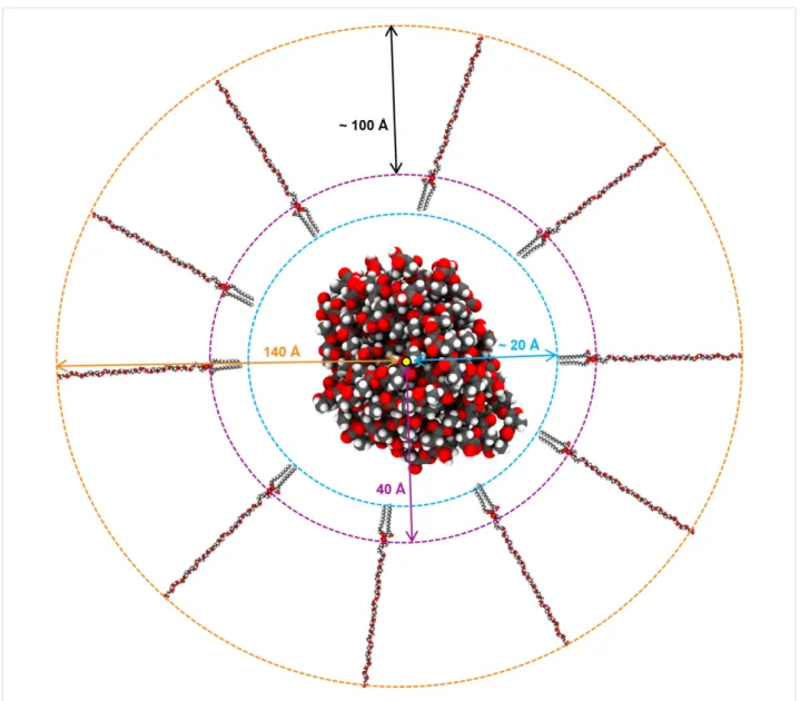Figure 4: Schematic representation of the initial structure for DSPE–PEG coating process