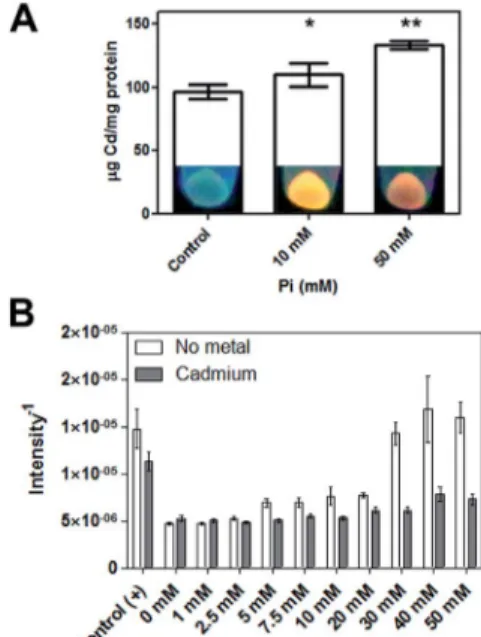 Fig. 8 E ﬀect of Pi on Cd content and H 2 S release of E. coli cells biosynthesizing CdS QDs