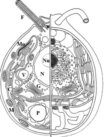 Figura 4.- Estructura celular de C. reinhardtii. Las vistas en dos (izquierda) y  tres  dimensiones  (derecha)  muestran  en  la  zona  central  el  núcleo  (N)  con  el  nucléolo (Nu), flagelo (F), cloroplasto (C), mancha ocular (Mo), pirenoide (P) y  mit