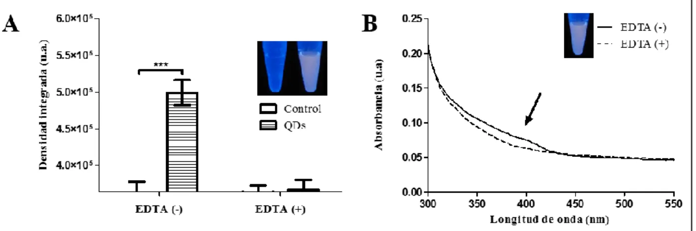 Figura  17.-  Determinación  del  efecto  del  EDTA  en  la  fluorescencia.  En  el  gráfico  (A)  se  muestra en la esquina superior derecha una fotografía con sobrenadantes en condición control y  condición cadmio + cisteína (de izquierda a derecha) prev