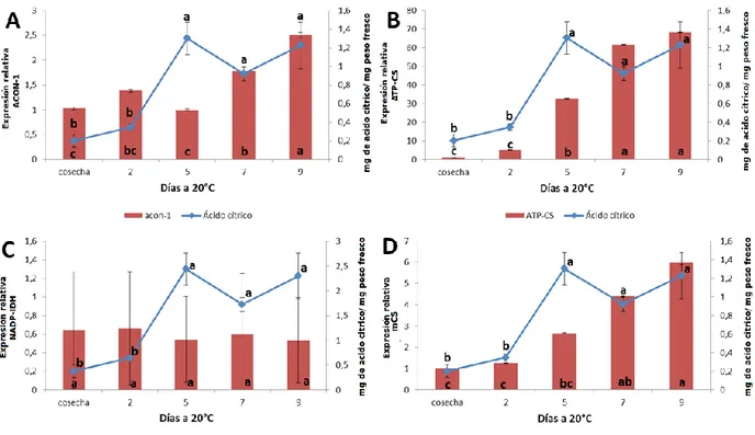 Figura  10.  Expresión  relativa  de  cuatro  genes  responsables  del  metabolismo  del  ácido  cítrico  durante la maduración de la chirimoya variedad “Concha Lisa”